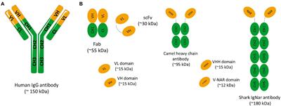 In vivo Phage Display: A promising selection strategy for the improvement of antibody targeting and drug delivery properties